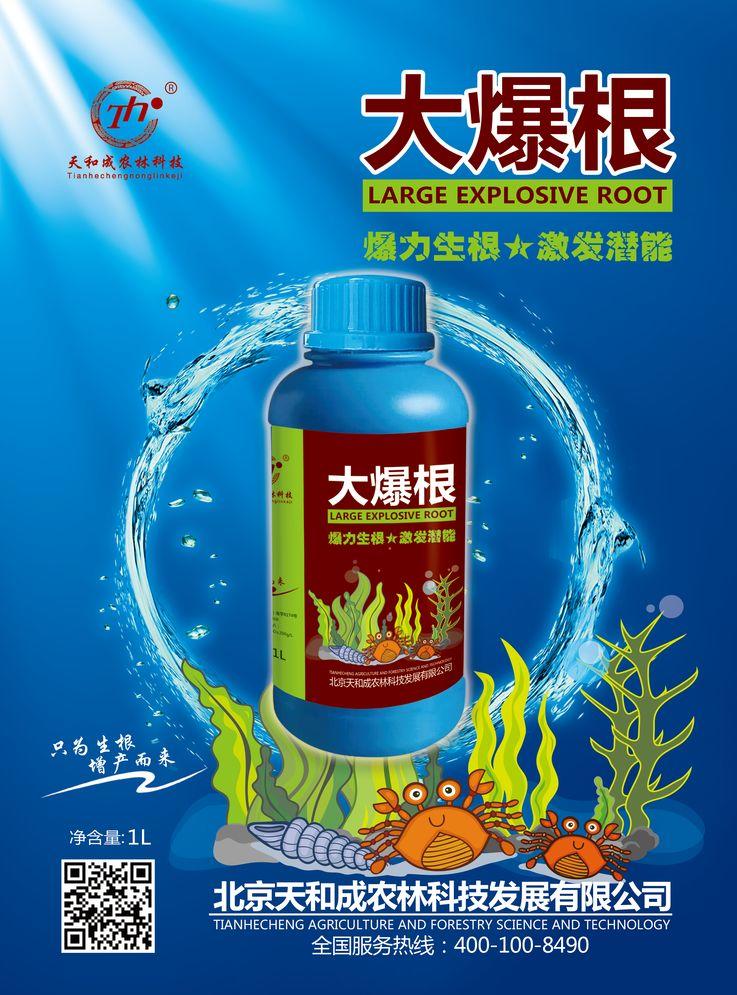 大爆根